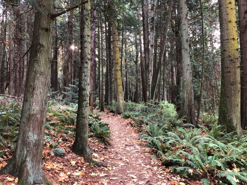 Forest Trail (1)